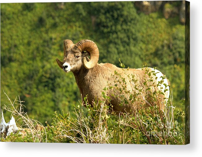Bighorn Acrylic Print featuring the photograph Surveying The Swiftcurrent Lanscape by Adam Jewell