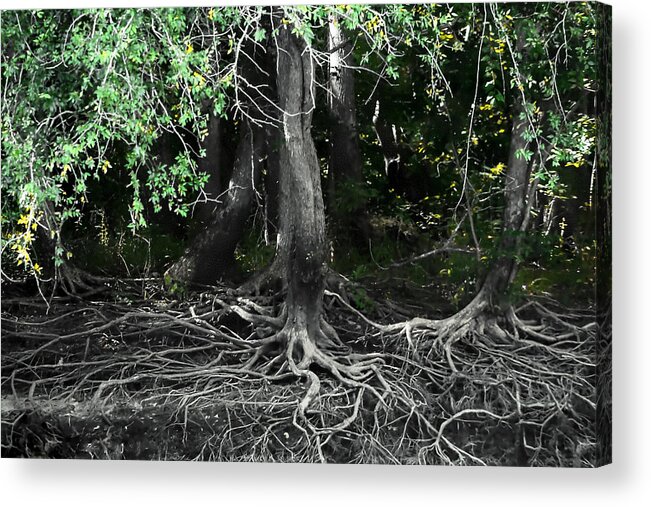 Debra Forand Acrylic Print featuring the photograph Survival of The Fittest by Debra Forand