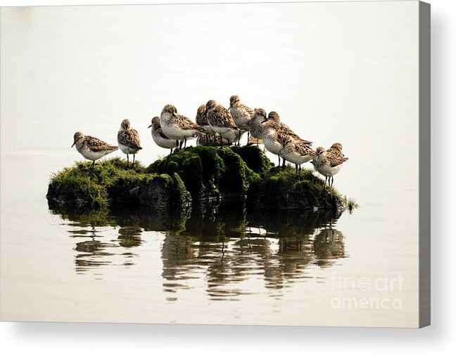Shore Birds Acrylic Print featuring the photograph Survivor island who will get voted off by Sam Rino