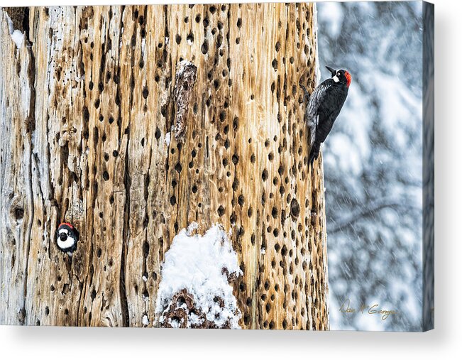 Birds Acrylic Print featuring the photograph Survivors by Dan McGeorge