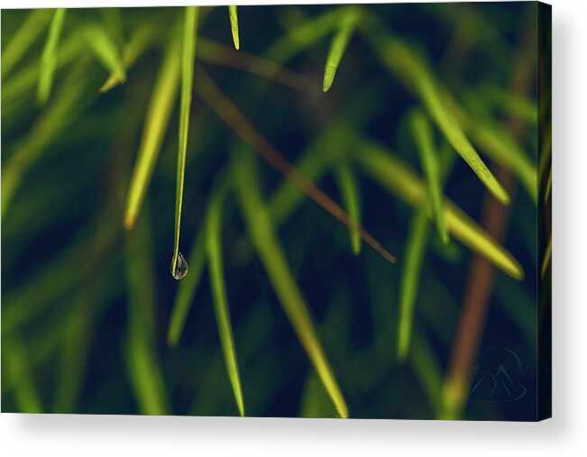 Dew Acrylic Print featuring the photograph Suspended by Gene Garnace