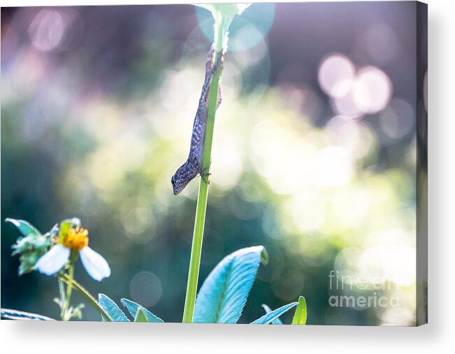 Animal Acrylic Print featuring the photograph Suspended headlong lizard by Amanda Mohler