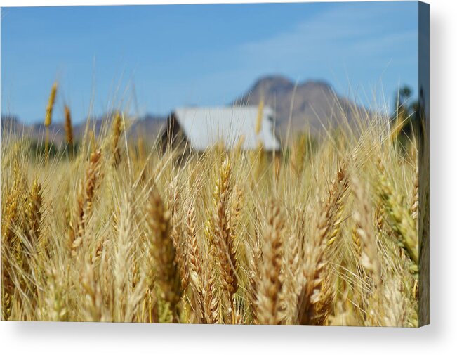 Sutter Buttes Acrylic Print featuring the photograph Sutter Buttes Wheat by Pamela Patch