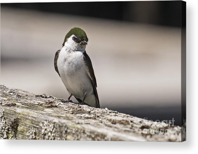 Swallow Acrylic Print featuring the photograph Swallow by Inge Riis McDonald