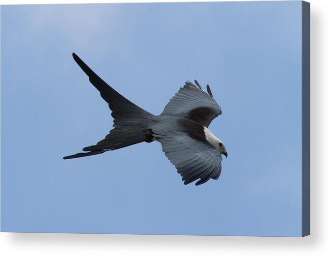 Swallow-tailed Kite Acrylic Print featuring the photograph Swallow-tailed Kite #1 by Paul Rebmann