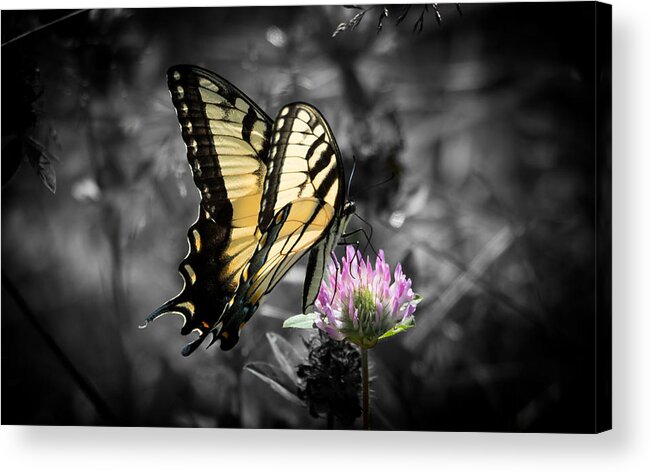 Butterfly Acrylic Print featuring the photograph Swallowtail Butterfly- Color Pop by Holden The Moment