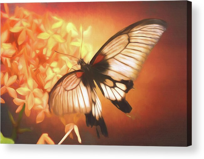 Butterfly Acrylic Print featuring the photograph Swallowtail Butterfly by Susan Rissi Tregoning