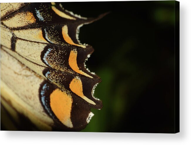 Photograph Acrylic Print featuring the photograph Swallowtail Butterfly Wing by Larah McElroy