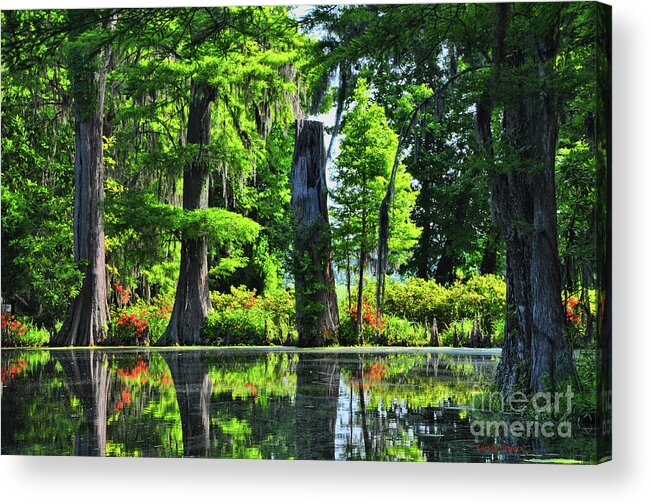 Swamp Acrylic Print featuring the photograph Swamp in Bloom Signed by Randy Rogers