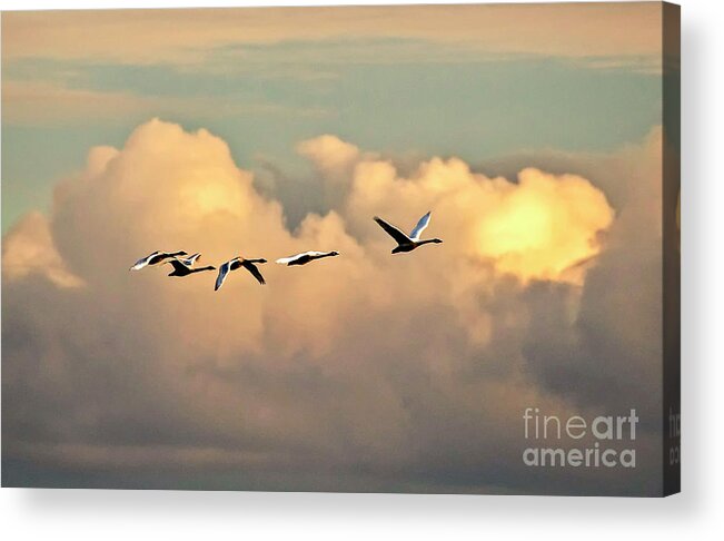 Tundra Acrylic Print featuring the photograph Swan Heaven by DJA Images