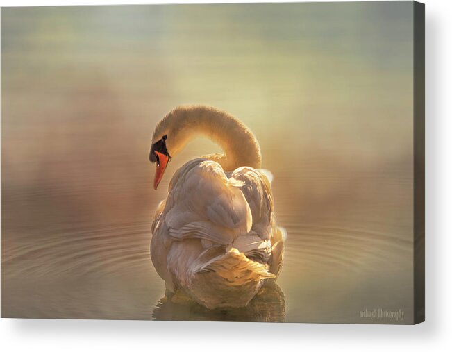 Swan Acrylic Print featuring the photograph Swan light by Mary Clough