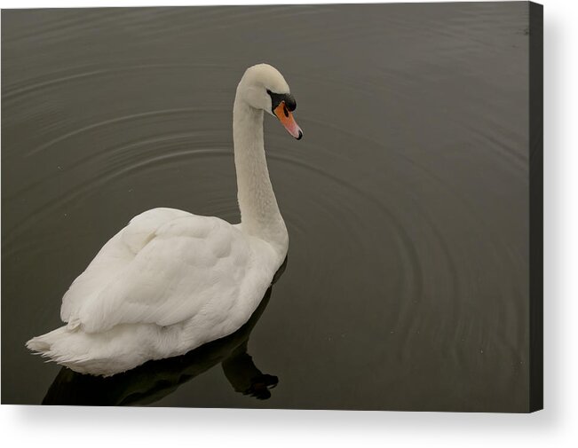 Swan Acrylic Print featuring the photograph Swan move three. by Elena Perelman