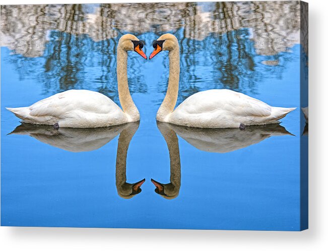 Swan Acrylic Print featuring the photograph Swan Princess by Roy Pedersen