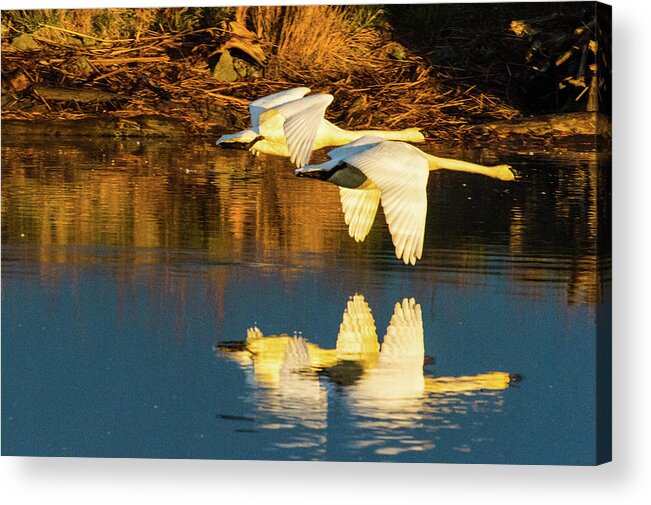 Bird Acrylic Print featuring the photograph Swan reflection by Hisao Mogi