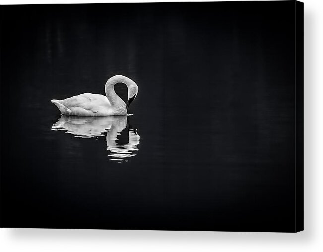  Acrylic Print featuring the photograph Swans by David Downs