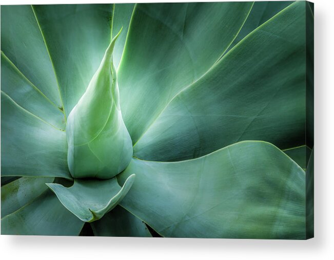 Abstract Acrylic Print featuring the photograph Swan's Neck Agave 1 by Leigh Anne Meeks