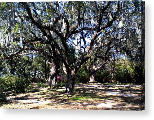 Landscape Acrylic Print featuring the photograph Swaying by Jean Wolfrum