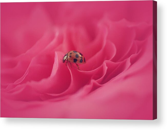  Acrylic Print featuring the photograph Sweet Lady on Pink Rose by The Art Of Marilyn Ridoutt-Greene