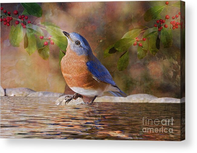 Bluebird Acrylic Print featuring the photograph Sweet Little Bluebird by Bonnie Barry