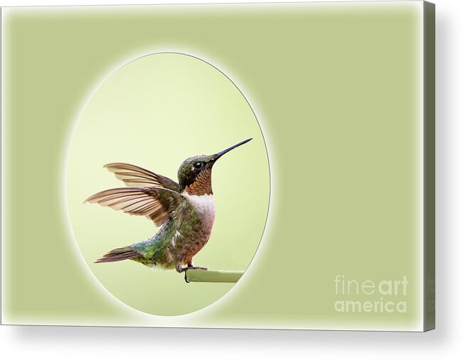 Sweet Acrylic Print featuring the photograph Sweet Little Hummingbird by Bonnie Barry