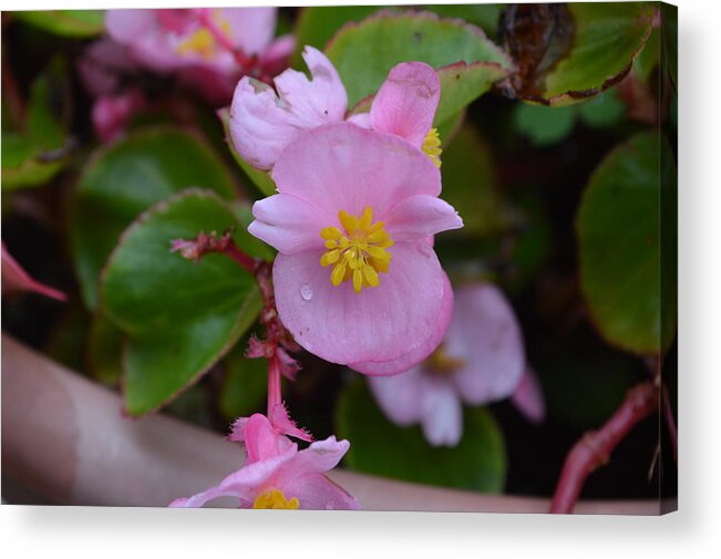 Flower Acrylic Print featuring the photograph Sweet Little Pink Flower by Stacie Siemsen