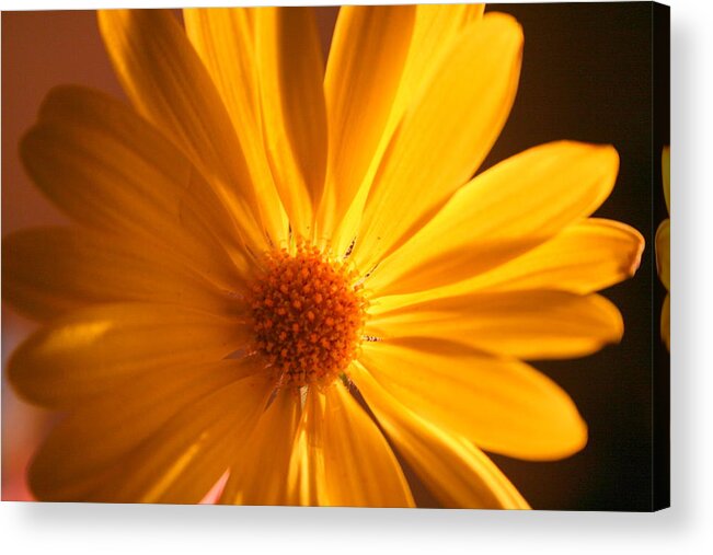 Flower Acrylic Print featuring the photograph Sweet One by Julie Lueders 
