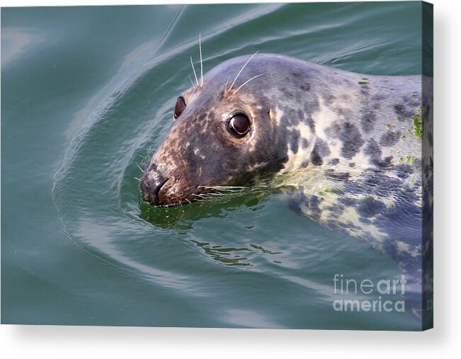 Chatham Harbor Acrylic Print featuring the photograph Sweet Seal by Paula Guttilla