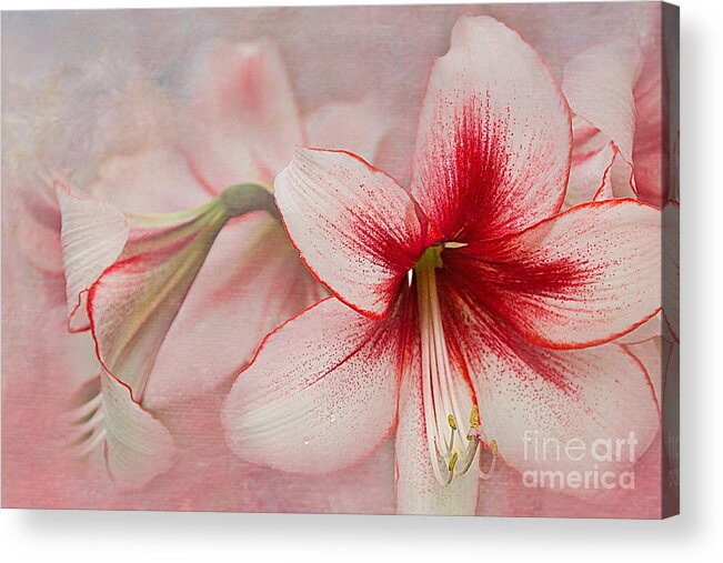 Pink Acrylic Print featuring the photograph Sweet Surrender by Marilyn Cornwell