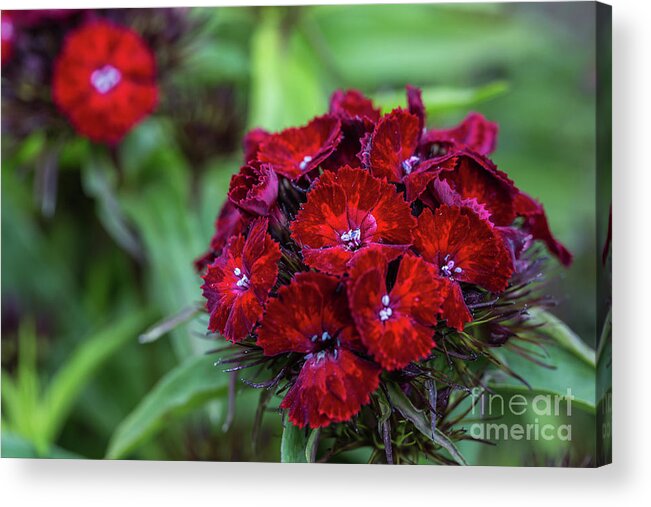 Sweet William Acrylic Print featuring the photograph Sweet William by Eva Lechner