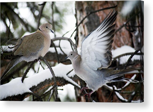 Dove Acrylic Print featuring the photograph Sweetness in the Trees by Marilyn Hunt