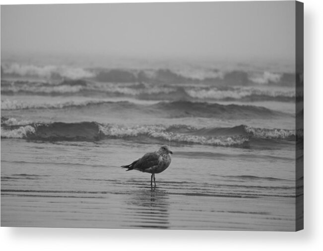 Lynn Acrylic Print featuring the photograph Swept up in the waves Lynn Seagull by Toby McGuire