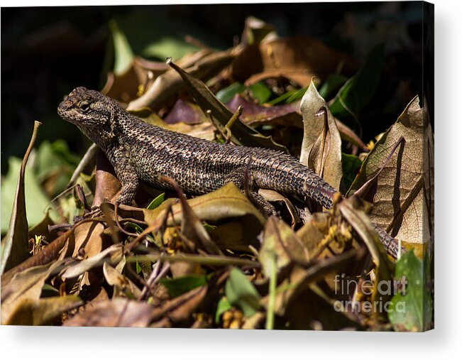 Sceloporus-occedentalis Acrylic Print featuring the photograph Swift in the leaves by Shawn Jeffries