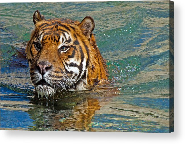 Tiger Acrylic Print featuring the photograph Swimming Tiger by David Freuthal