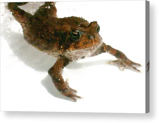 Photography Acrylic Print featuring the digital art Swimming Toad by Barbara S Nickerson