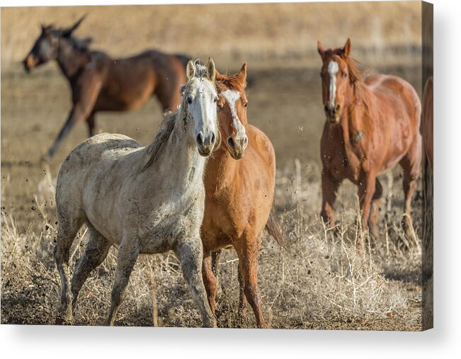 Horse Acrylic Print featuring the photograph Tag, you're it by David F Hunter
