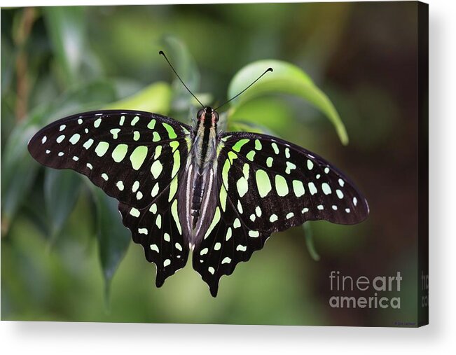 Tailed Jay Acrylic Print featuring the photograph Tailed Jay by Eva Lechner