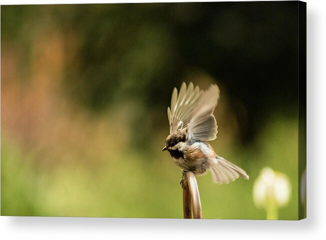 Chickadee Acrylic Print featuring the photograph Ready to Fly by Marilyn Wilson