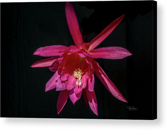 Flower Acrylic Print featuring the photograph Taking of Epiphyllum by Bill Posner