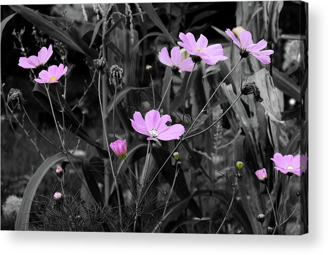 Pink Acrylic Print featuring the photograph Tall Pink Poppies by April Burton