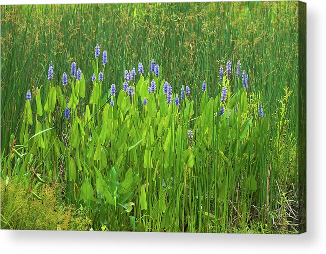 Bloom Acrylic Print featuring the photograph Tall Purple and Blue Blooming Flowers by Dennis Dame