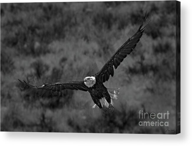 Haliaeetus Leucocphalus Acrylic Print featuring the photograph Talons At The Ready-BW-Signed by J L Woody Wooden