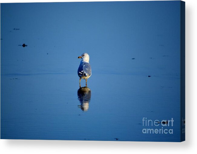 Seagull Acrylic Print featuring the photograph Tan Lines by Dani McEvoy