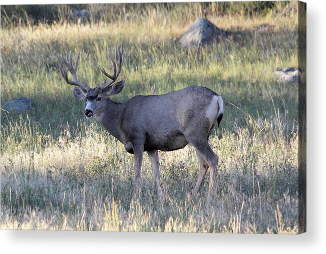 Mule Deer Acrylic Print featuring the photograph Tasty by Shane Bechler
