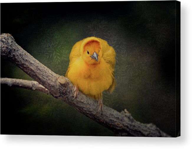 Yellow Acrylic Print featuring the photograph Taveta Golden Weaver by Maria Angelica Maira