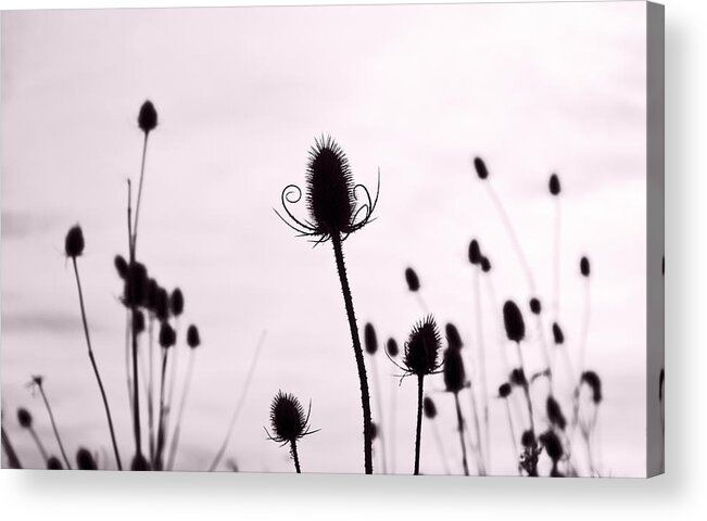 Teasel Acrylic Print featuring the photograph Teasels in a French Field II by Gareth Davies