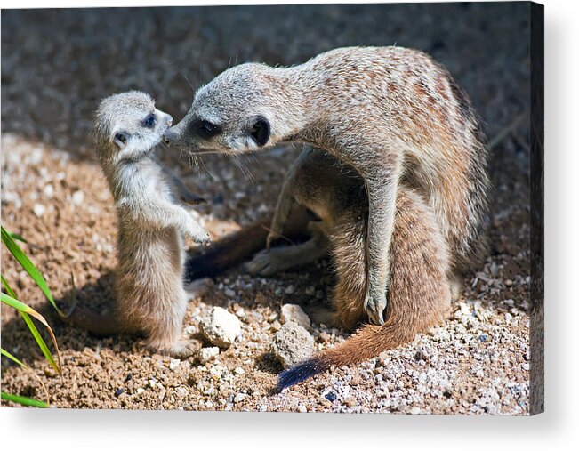  Acrylic Print featuring the photograph Tender Care by Bill Robinson