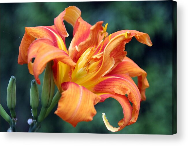 Hemerocallis Hybrid Acrylic Print featuring the photograph Tequilla Sunrise Daylilly by Valerie Collins