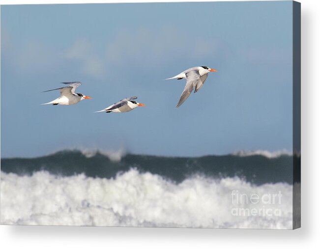 Birds Acrylic Print featuring the photograph Terns In Flight by Mimi Ditchie