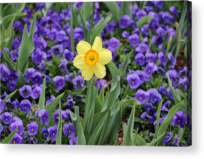 Daffodil Acrylic Print featuring the photograph Texas Blooms 39 by Pamela Critchlow