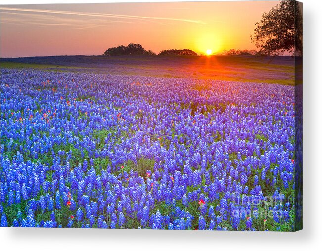 Texas Blue Bonnets Acrylic Print featuring the photograph Texas bluebonnets by Keith Kapple